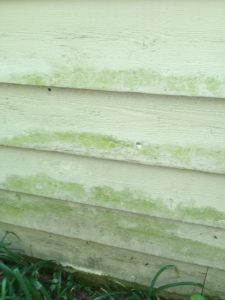 Milano House - Mildew